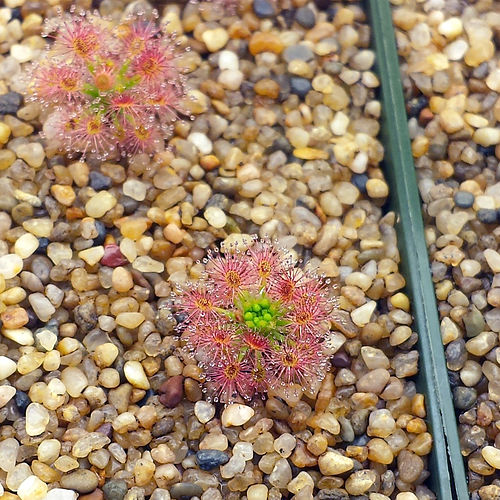 Drosera roseana